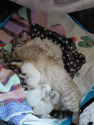 BLH+BKH Kitten mit blaue Augen 