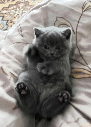 Reinrassiges BKH Mädchen in liebevolle Hände