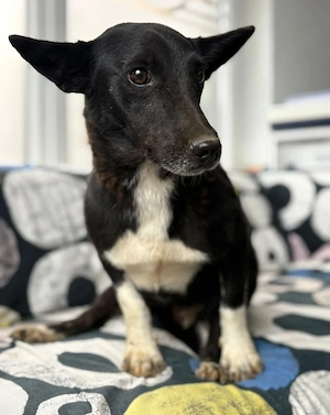 Toto - Segelohren zum verlieben!