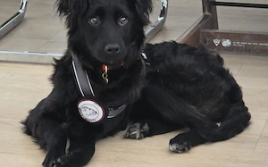 Elmas, der kleine Diamant