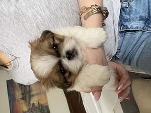 Bezaubernde Pekinesen-Welpen