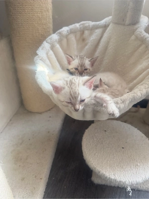 Wunderschöne Bengal-Kitten abzugeben   