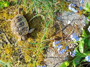 Zweijährige Griechische Landschildkröte