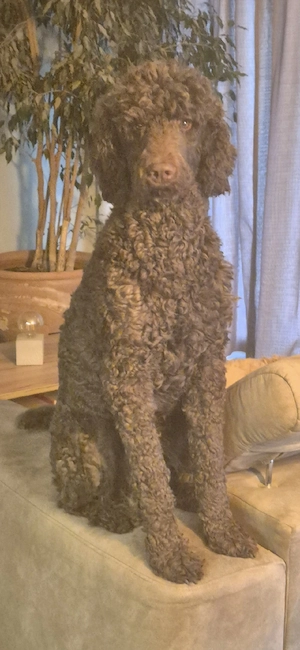 Grosspudel schoko Deckrüde