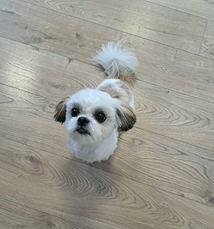 Liebevolle Hündin sucht Liebevolle Familie 