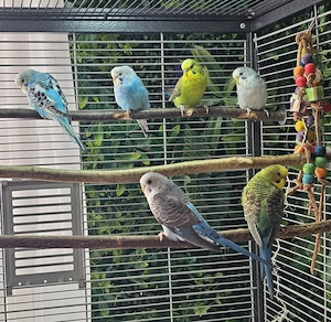 Junge Wellensittiche abzugeben(Blackwings und Spalter BF,DB)