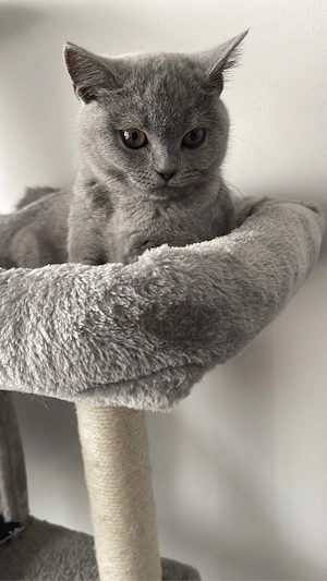 Süße Britisch Kurzhaar Kitten 