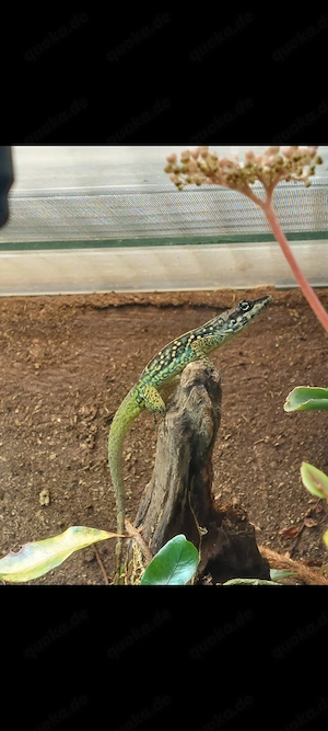 Anolis Roquet Summus 1.1 