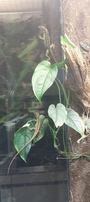 Anolis Roquet Summus 1.1 