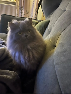 Perserkatze zu verkaufen 