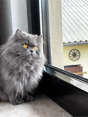 Perserkatze zu verkaufen 