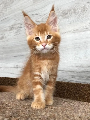 Entzückende reinrassige Maine-Coon-Kätzchen