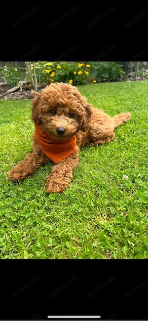  Süße Toy- Zwergpudel Hündin sucht liebevolles Zuhause