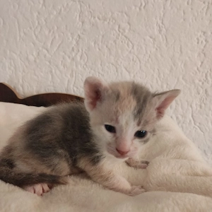 reinrassige Brush Sphynx Kitten Mädchen 