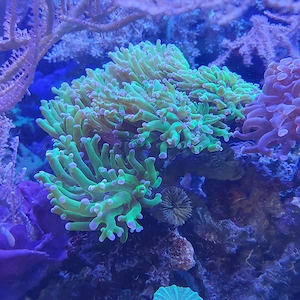 Meerwasser korallen verkauf Auflösung 