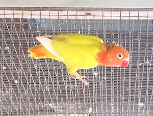 Pfirsichköpfchen in Opalin und Spalt