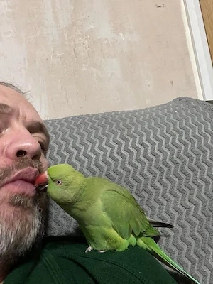 Exotische Vögel zu verkaufen