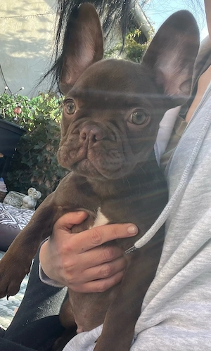 Französische Bulldoggen 