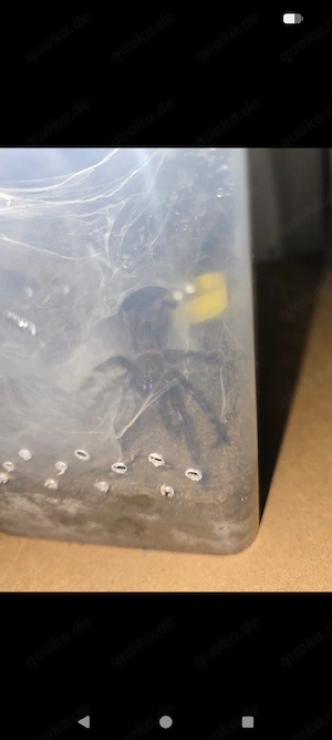 Verkaufe Vogelspinnen Skorpion 