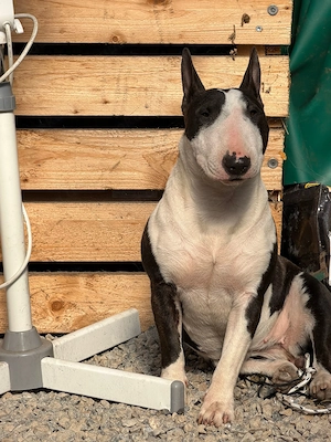Mini Bullterrier Hündin   liebevoll abzugeben