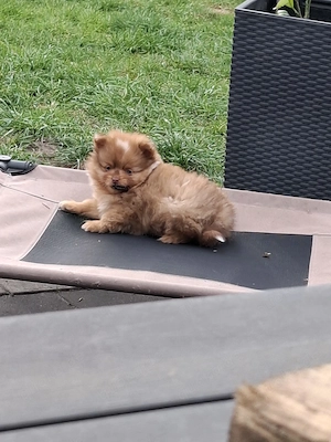 Pomeranian Rüden suchen Traum Zuhause 