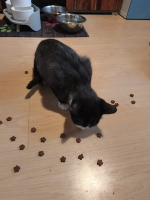 Süßer junger Kater 