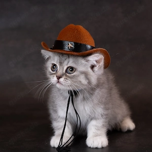 Reinrassige bkh Kitten