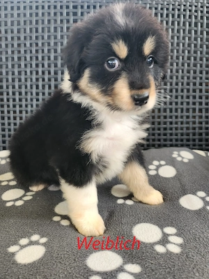 Australian Shepherd Welpen