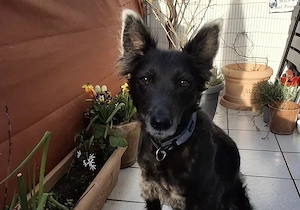 Gütiges Zuhause für liebenswerten Pepper gesucht Bild 3