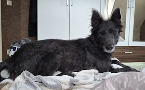 Gütiges Zuhause für liebenswerten Pepper gesucht Bild 2