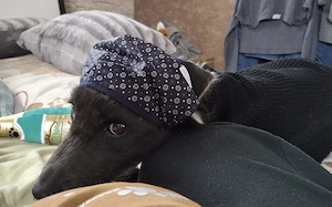 Gütiges Zuhause für liebenswerten Pepper gesucht