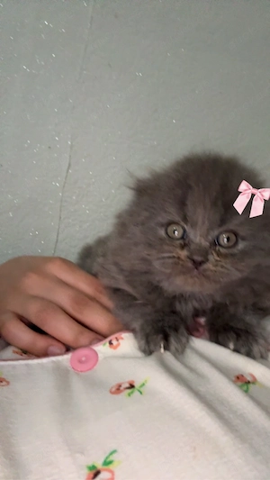 wunderschönen und verspielten Katzen 