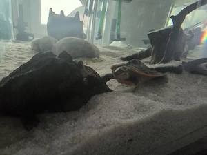 Rotbuchspitzkopfschildkröte mit Aquarium mit Inhalt  Bild 4