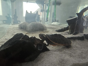 Rotbuchspitzkopfschildkröte mit Aquarium mit Inhalt  Bild 5