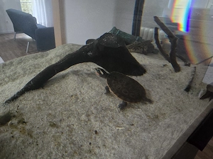 Rotbuchspitzkopfschildkröte mit Aquarium mit Inhalt  Bild 7