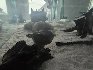 Rotbuchspitzkopfschildkröte mit Aquarium mit Inhalt  Bild 6