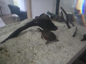 Rotbuchspitzkopfschildkröte mit Aquarium mit Inhalt  Bild 8