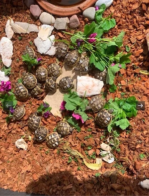 Griechische Landschildkröten NZ 2025 topfit