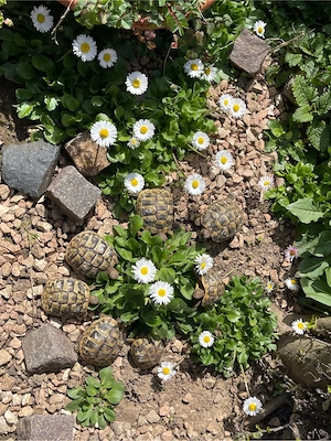 Griechische Landschildkröten Thb NZ 2024