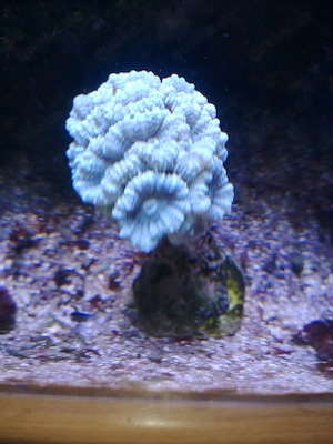 Meerwasser-Korallen-Caulastrea-MINT-Fluoreszierend
