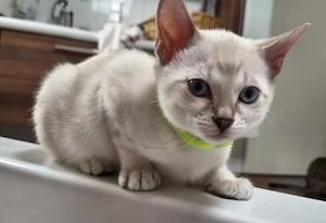 Wunderschöne Bengal-Mix Kitten mit blauen Augen suchen ihr Für-immer-Zuhause 