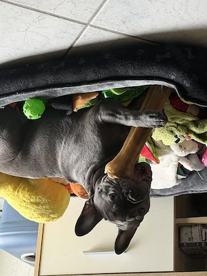 Französische Bulldogge 