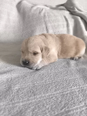 Golden Retriever Welpen 