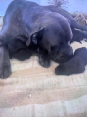 Cane Corse Mix Welpen zu verkaufen!
