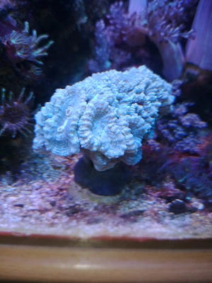 Meerwasser-Korallen-Caulastrea-MINT-Fluoreszierend