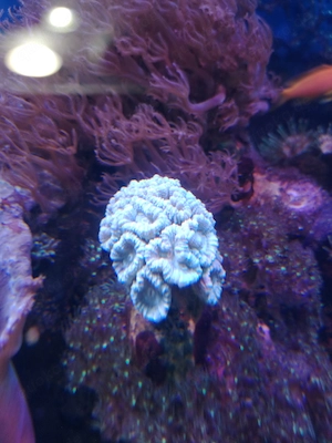 Meerwasser-Korallen-Caulastrea-MINT-Fluoreszierend