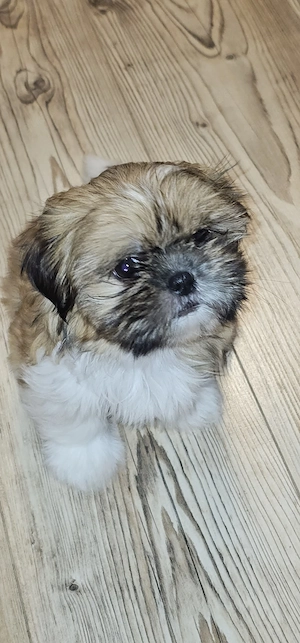 Shih-tzu Welpen 
