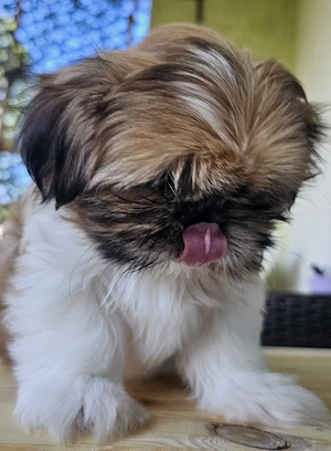 Shih-tzu Welpen 