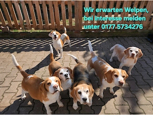 Beaglewelpen