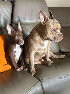 American Pocket Bully Hündin Welpe